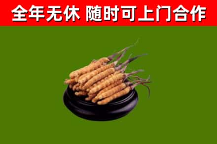 路北区烟酒回收冬虫夏草.jpg